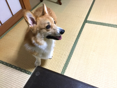 愛犬コロ助 撮影デビューです みのお お知らせブログ